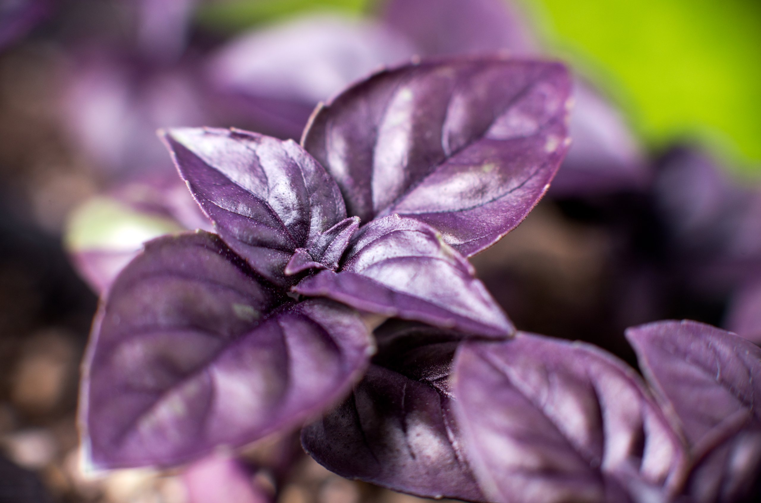 Purple Basil
