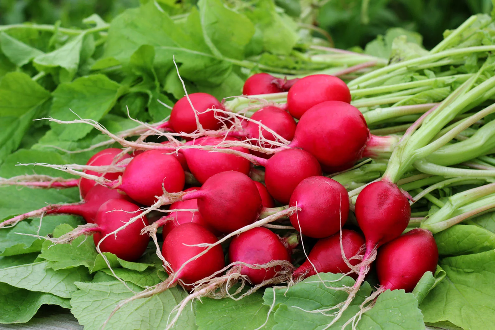 Round Red Radish