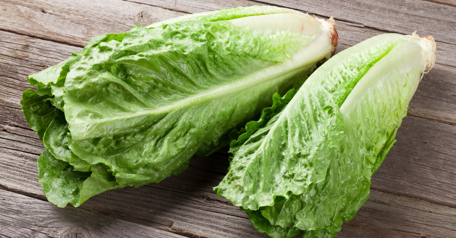 Romaine Lettuce