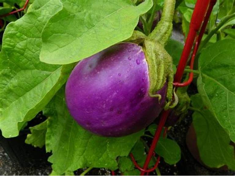 Rosa Bianca Eggplant