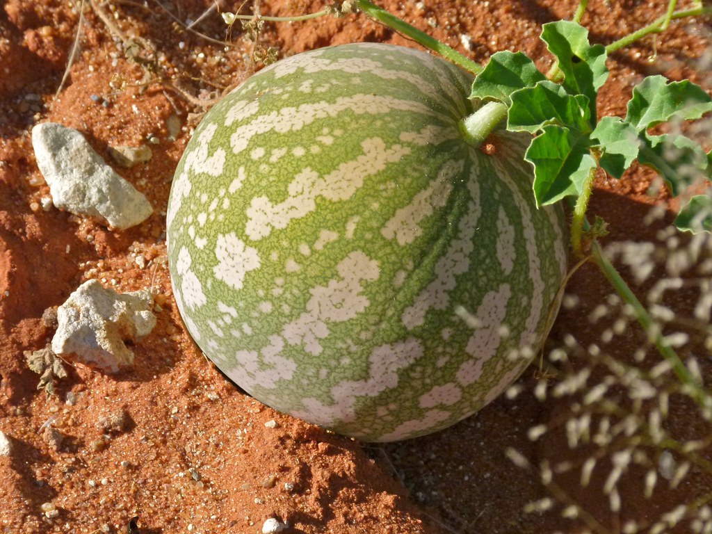 Tsamma Melon