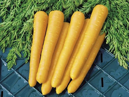 Yellow Carrot
