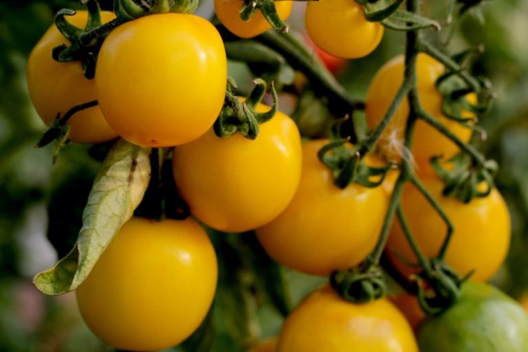Yellow Cherry Tomato