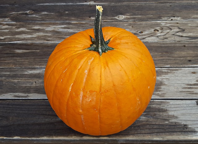 Connecticut Field  Pumpkin