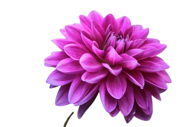 Dahlia