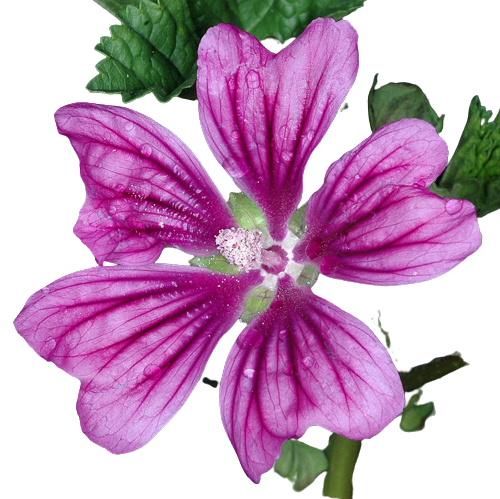 Malva