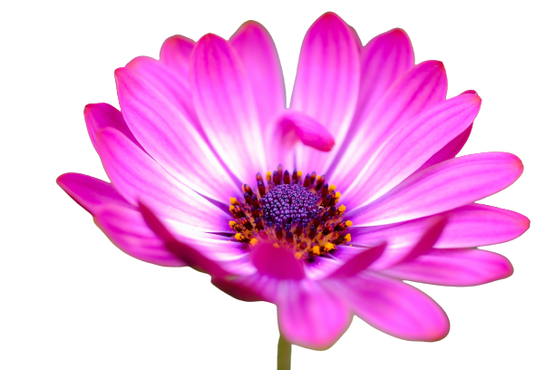 Osteospermum